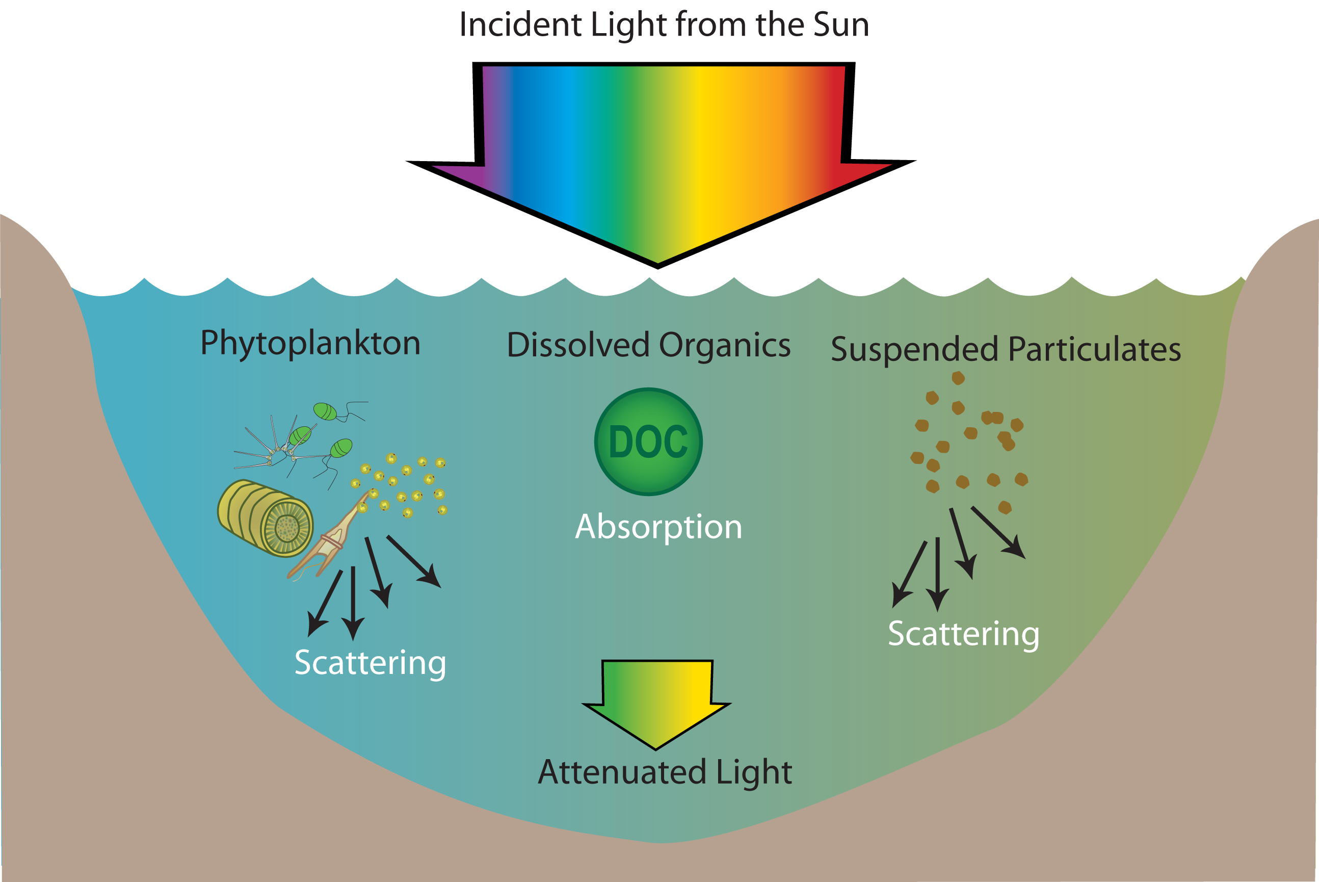 Underwater Light And Seagrass Ecosystems On The Edge