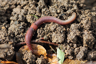 Earthworm Invaders  Ecosystems on the Edge