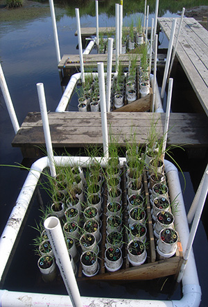 Marsh Sea Level Cylinders