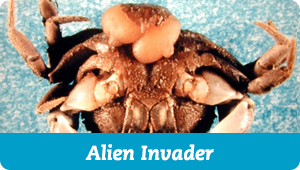 Alien Invader