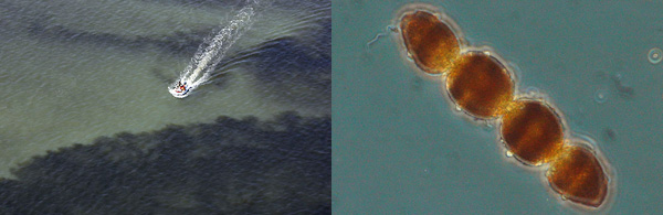 Aerial photo of algae bloom in Chesapeake Bay next to photo of micrscopic phytoplankton called Cochlodinium polykrikoides.