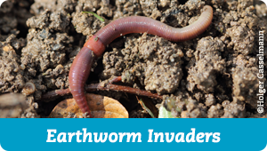 Earthworm Invaders