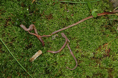 Common earthworm invaders.