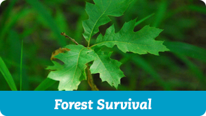 Forest Survival