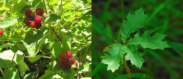 Non-native wineberries and native red oak sapling