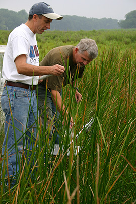 Scientists working in the marsh.