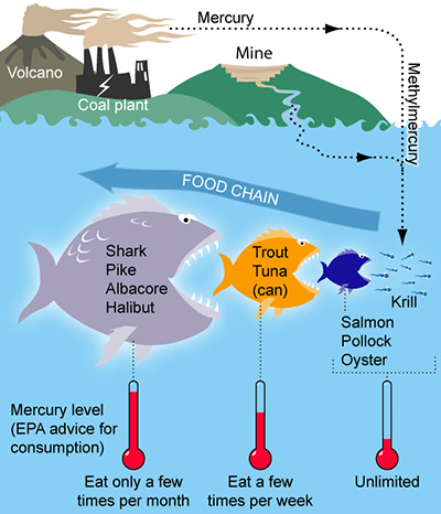 Graphic of methylmercury moving through the food chain.