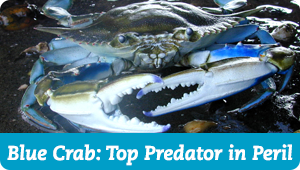 Blue Crab: Top Predator in Peril